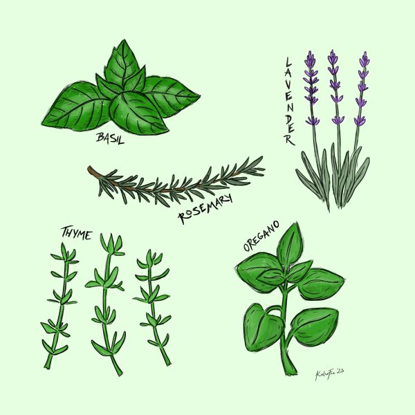 Day-14---Herbs_small
