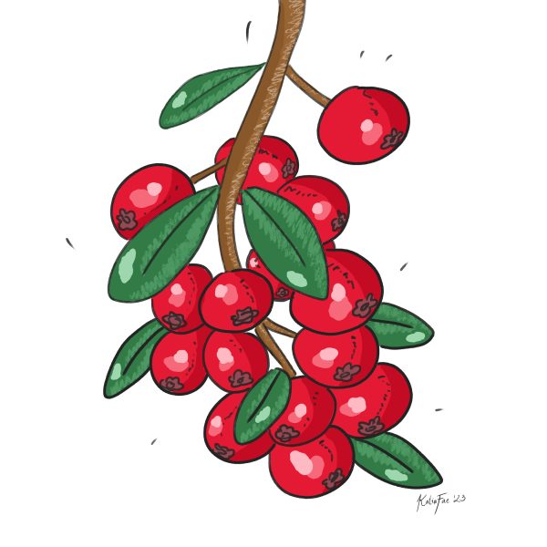 Day-8---Cranberry_small